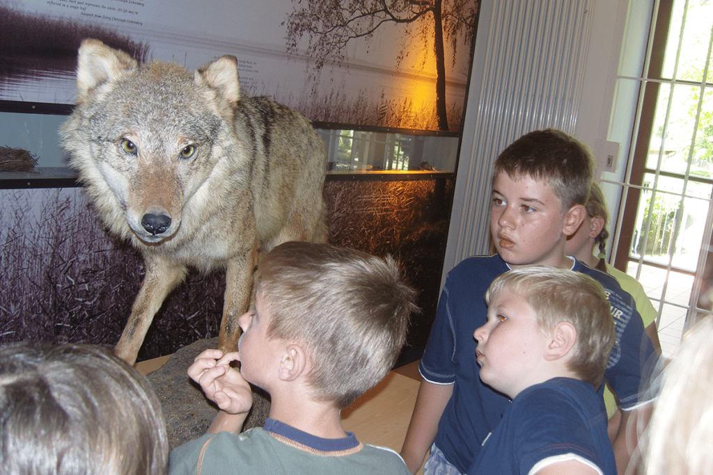 Schülerinnen und Schüler betrachten das Präparat eines Wolfes.