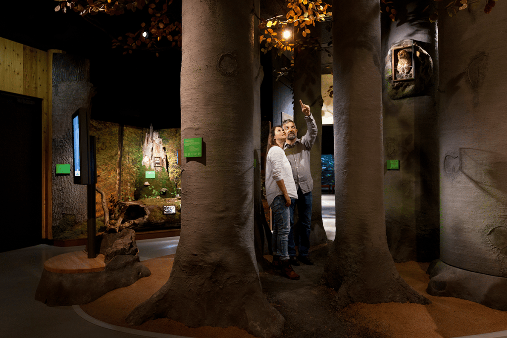 Mann und Frau betrachten zusammen die Nachbildungen der Buchen in der Naturkundeausstellung des Müritzeums.