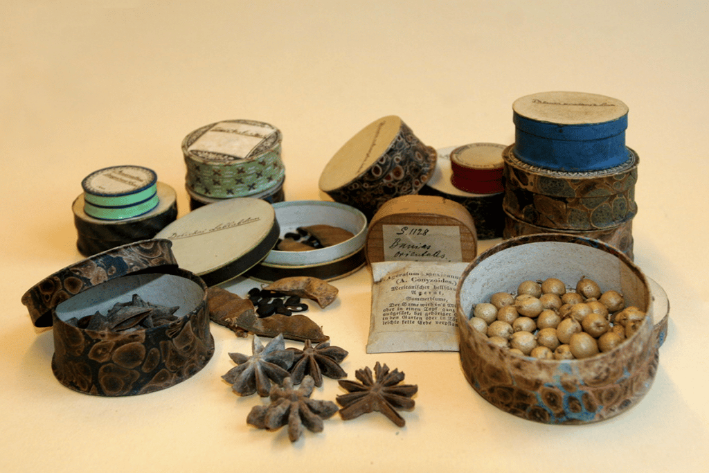Verschiedene Belege in Aufbewahrungsschachteln aus der Botanischen Sammlung.