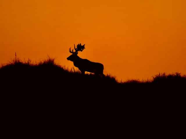Silhouette eines Hirsches auf einem Hügel im leuchtenden Abendrot