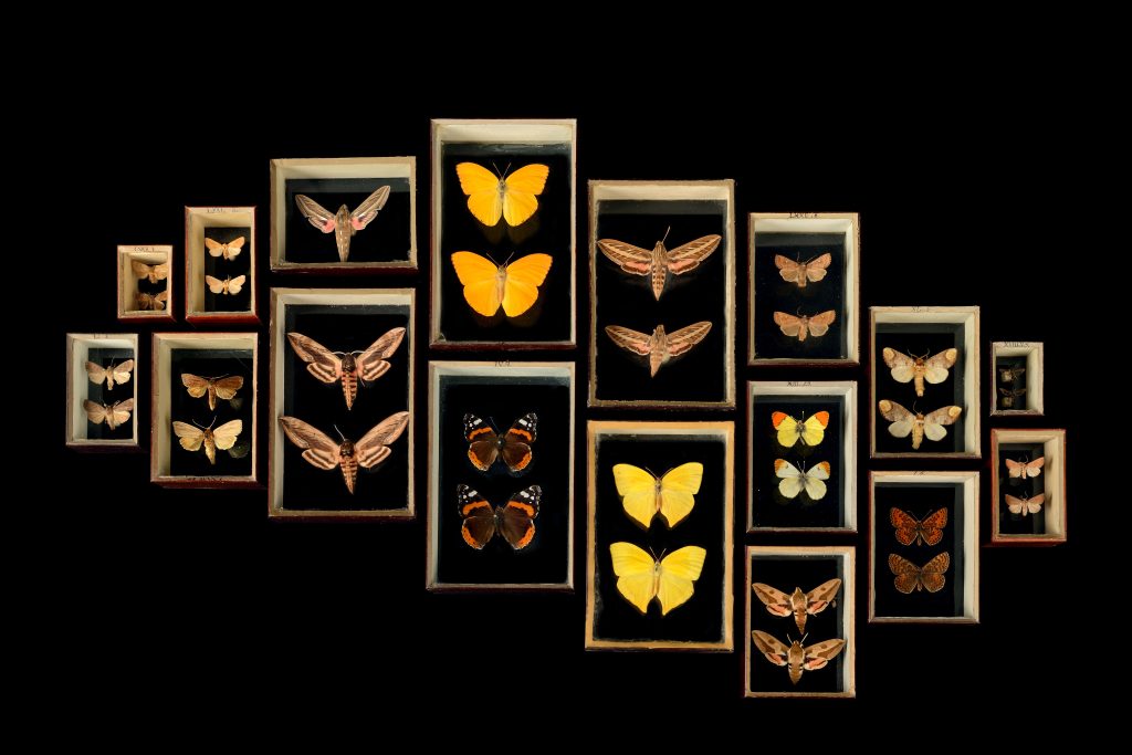 4-Schmetterlinge