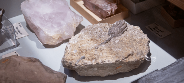 Verschiedene Gesteine im Ausstellungsbereich des Müritzeums.