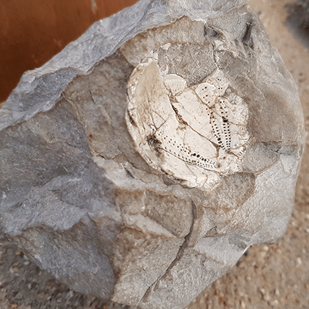 Ein Gestein mit Blick auf ein Fossil