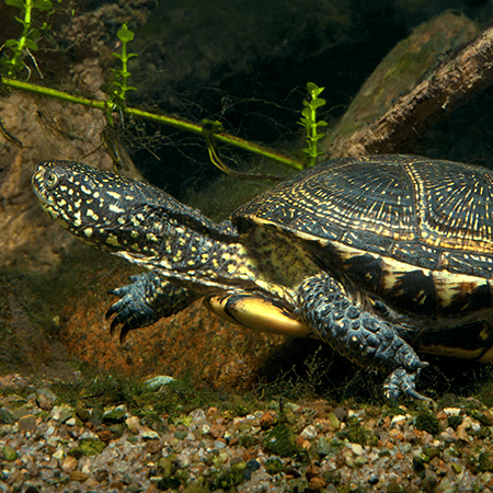 Europäische Sumpfschildkröte © Werner Fiedler
