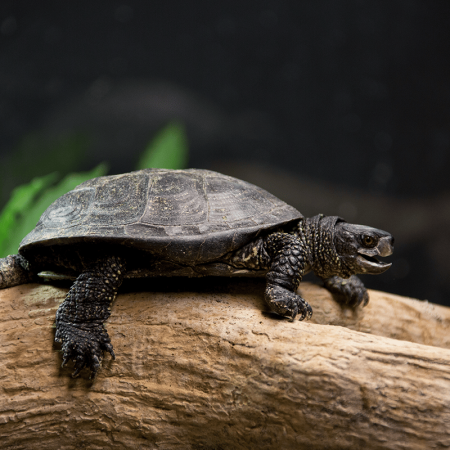 Eine Sumpfschildkröte entspannt auf einem Baumstumpf.