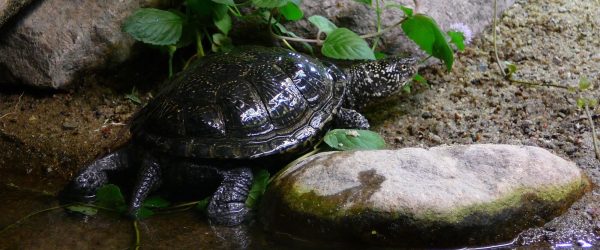 Sumpfschildkröte, ©W. Fiedler
